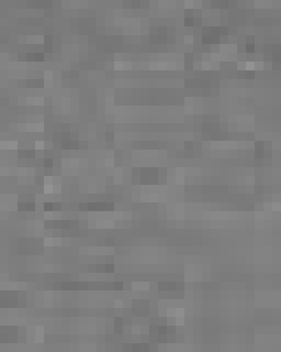 Women's Heathered Polo